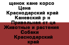 щенок кане корсо › Цена ­ 7 000 - Краснодарский край, Каневский р-н, Привольная ст-ца Животные и растения » Собаки   . Краснодарский край